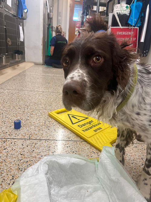 Dog holding danger sign