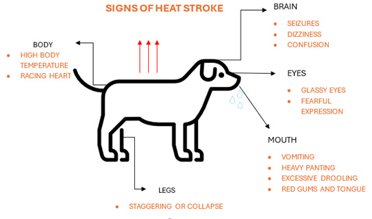 Heatstroke In Pets